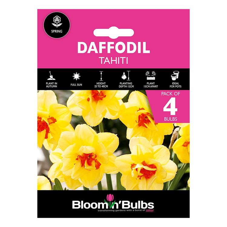 Picture of DAFFODIL TAHITI 4pk