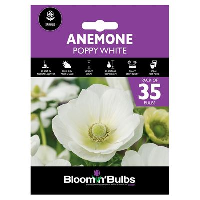 Picture of ANEMONE POPPY WHITE 35pk