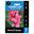 Picture of CANNA LILY TROPICAL ROSE 1pk