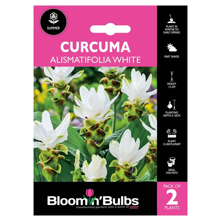 Picture of Curcuma Alismatifolia White 2 Pack