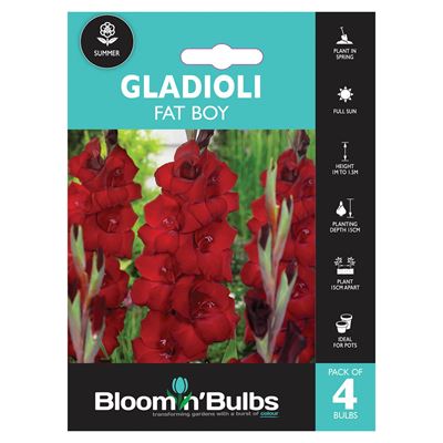 Picture of GLADIOLI FAT BOY 4PK