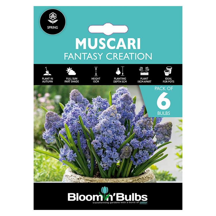 Picture of MUSCARI FANTASY CREATION 6pk
