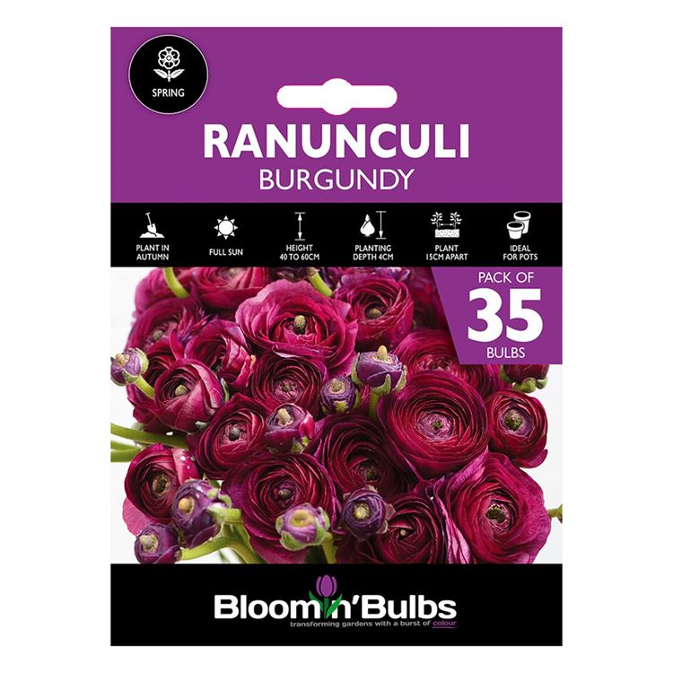 Picture of RANUNCULI BURGUNDY  35pk