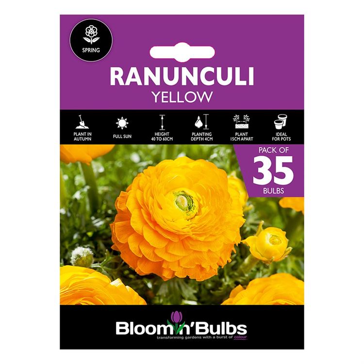 Picture of RANUNCULI YELLOW  35pk