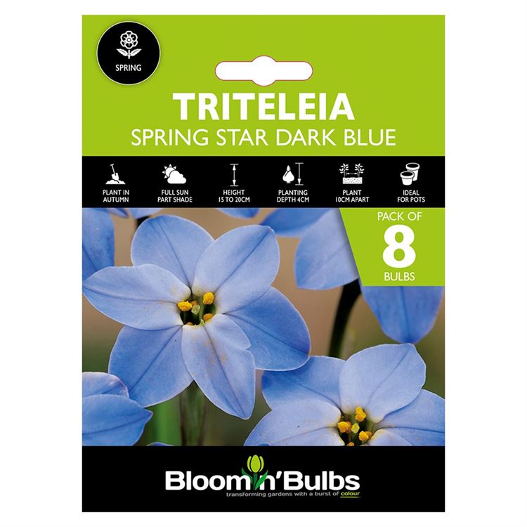 Picture of TRITELEIA SPRING STAR DARK BLUE 8pk