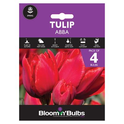 Picture of TULIP ABBA 4pk