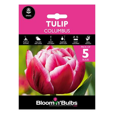 Picture of TULIP COLUMBUS 5pk