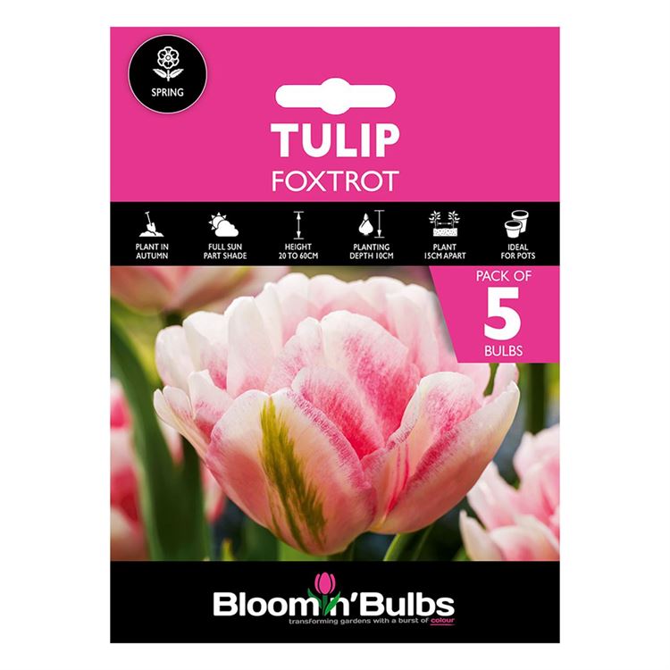 Picture of TULIP FOXTROT 5pk