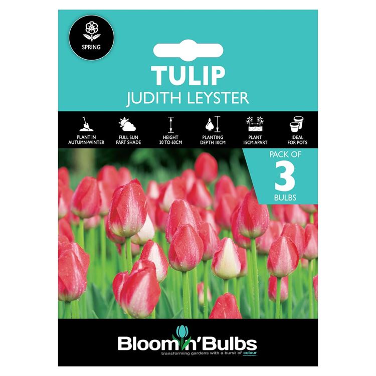 Picture of TULIP JUDITH LEYSTER 3pk