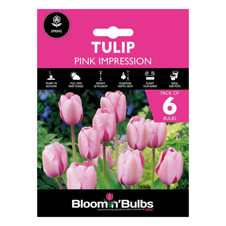 Picture of TULIP PINK IMPRESSION 6pk