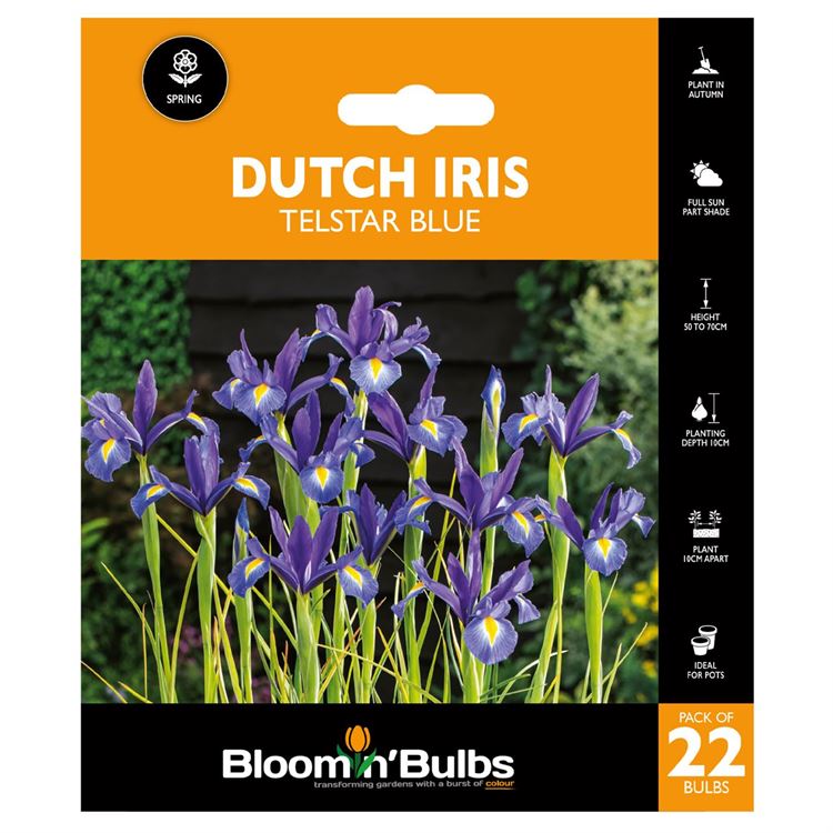 Picture of DUTCH IRIS BLUE 22PK