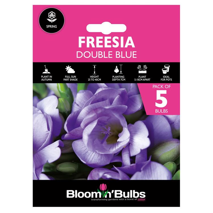 Picture of FREESIA DOUBLE BLUE 5pk