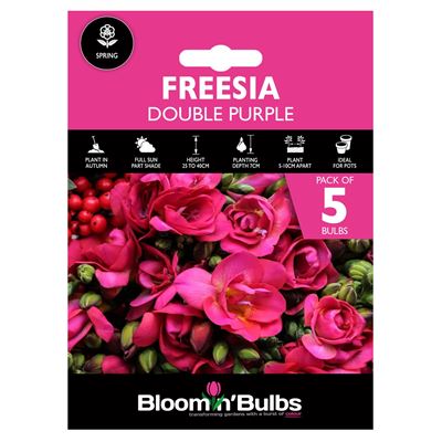 Picture of FREESIA DOUBLE PURPLE 5pk