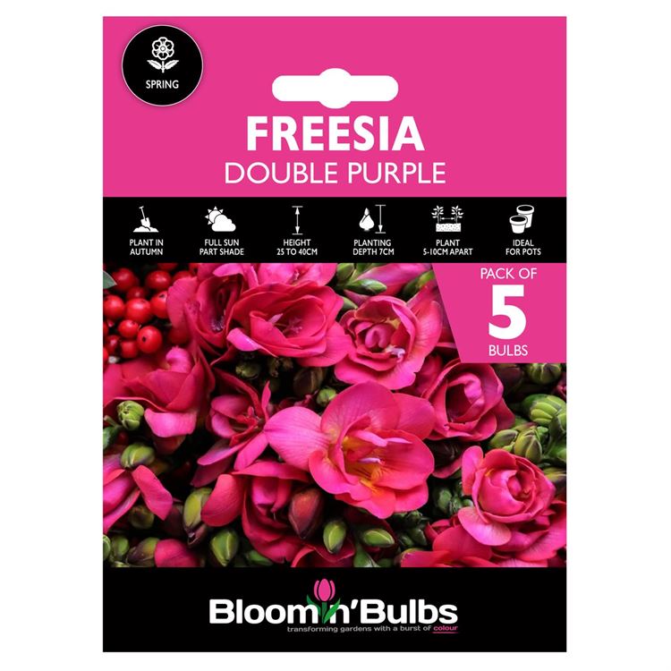 Picture of FREESIA DOUBLE PURPLE 5pk