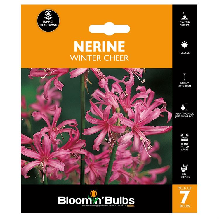 Picture of NERINE WINTER CHEER 7pk