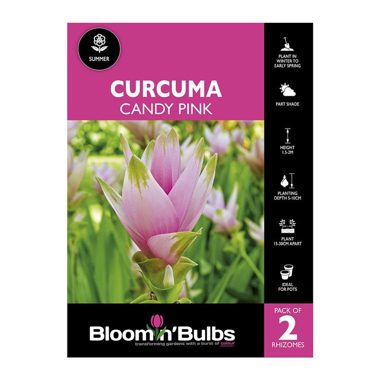 Picture of Curcuma Candy Pink 2 Pack