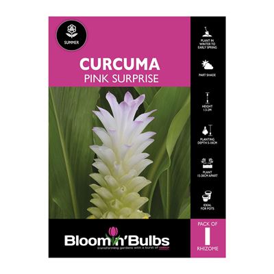 Picture of Curcuma Pink Surprise 1 Pack
