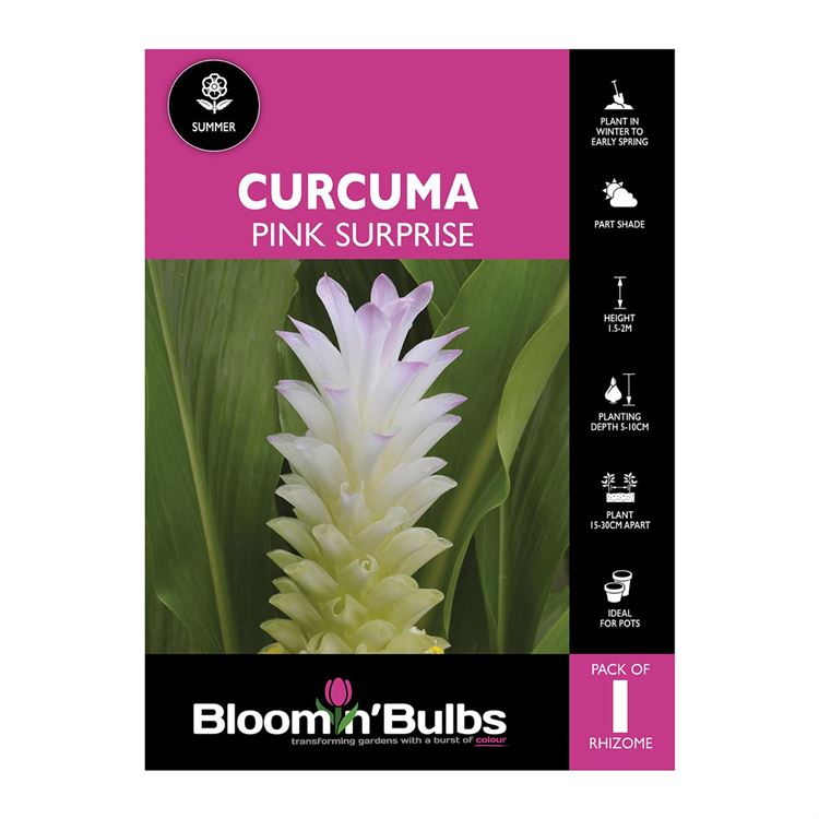 Picture of Curcuma Pink Surprise 1 Pack