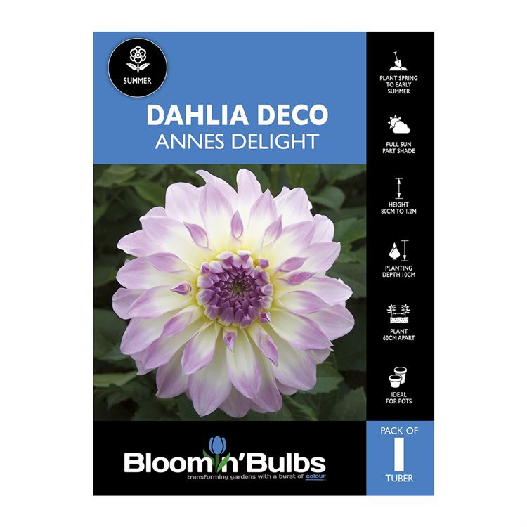 Picture of Dahlia Annes Delight 1 Pack