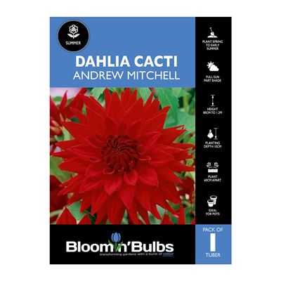 Picture of Dahlia Andrew Mitchell 1 Pack
