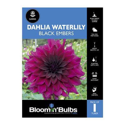 Picture of Dahlia Black Embers 1 Pack