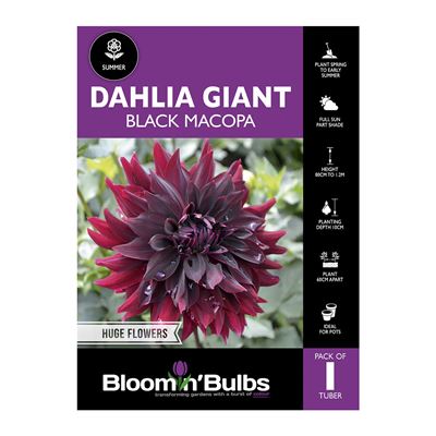 Picture of Dahlia Black Macopa 1 Pack
