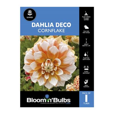 Picture of Dahlia Cornflake 1 Pack