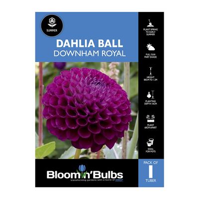 Picture of Dahlia Downham Royal 1 Pack