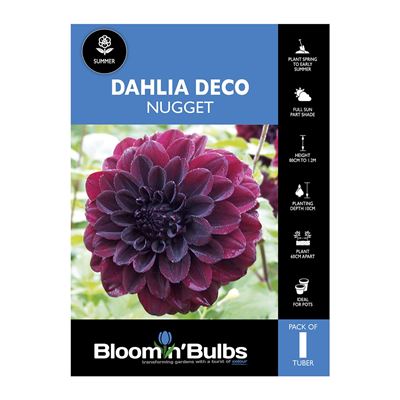 Picture of Dahlia Nugget 1 Pack