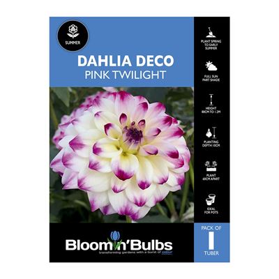 Picture of Dahlia Pink Twilight 1 Pack
