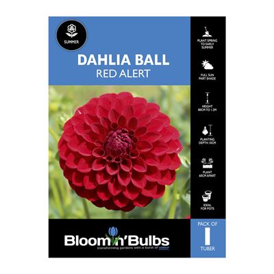 Picture of Dahlia Red Alert 1 Pack