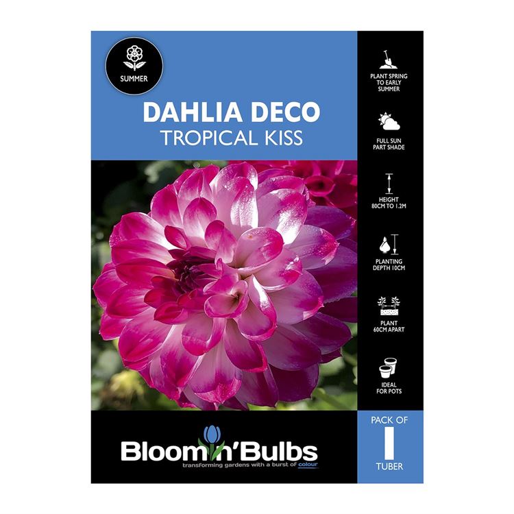 Picture of Dahlia Tropical Kiss 1 Pack