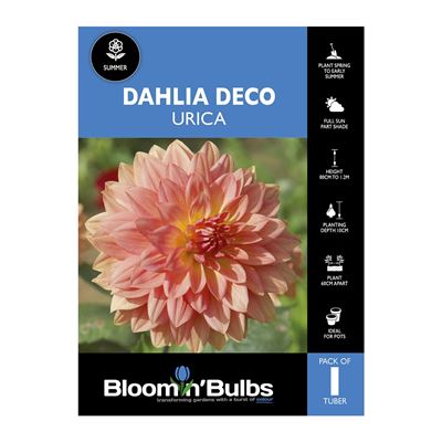 Picture of Dahlia Urica 1 Pack