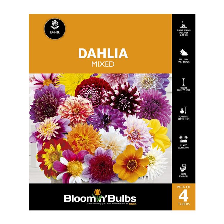 Picture of Dahlia Mixed 4 Pack