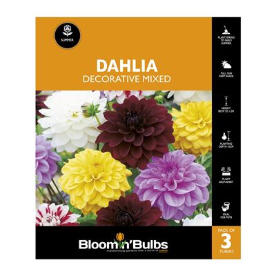 Picture of Dahlia Decorative Mixed 3 Pack