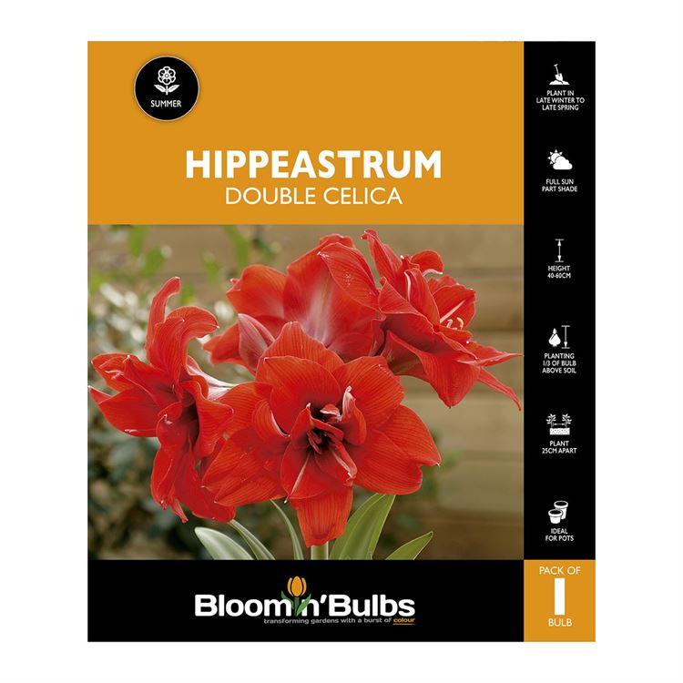 Picture of Hippeastrum Double Celica 1 Pack
