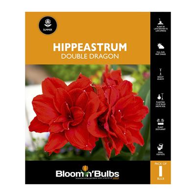 Picture of Hippeastrum Double Dragon 1 Pack