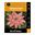 Picture of Hippeastrum Double Lady Jane 1 Pack