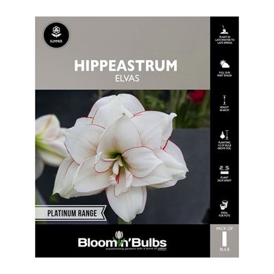 Picture of Hippeastrum Elvas 1 Pack