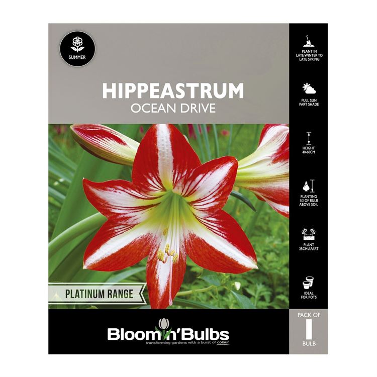 Picture of Hippeastrum Ocean Drive 1 Pack