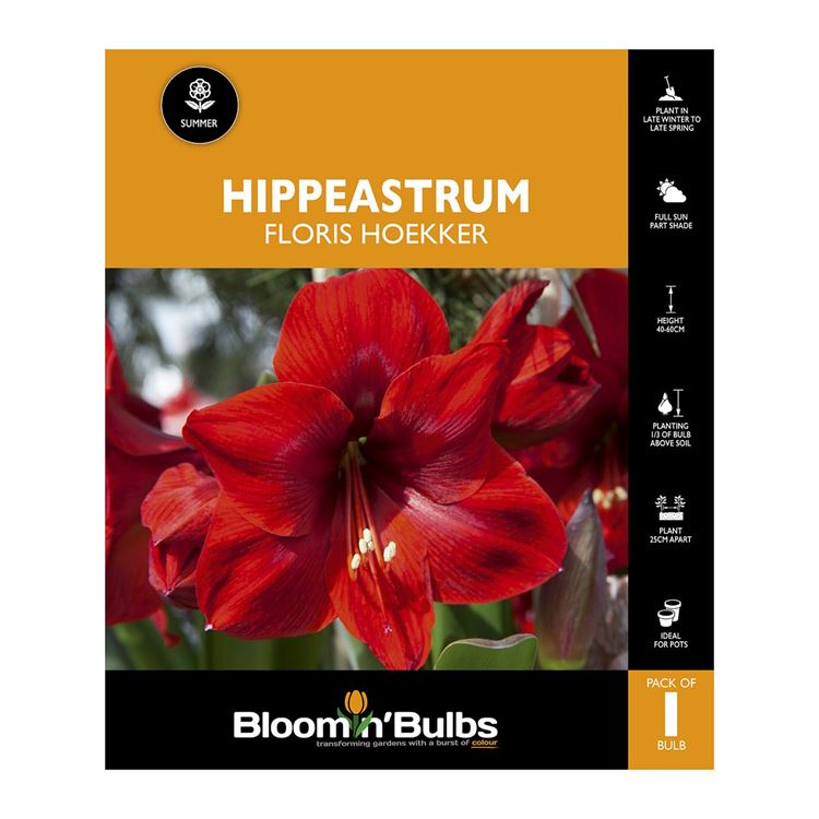 Picture of Hippeastrum Floris Hoekker 1 Pack