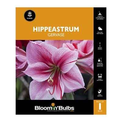 Picture of Hippeastrum Gervase 1 Pack