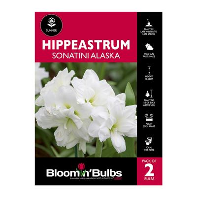 Picture of Hippeastrum Sonatini Alaska 2 Pack
