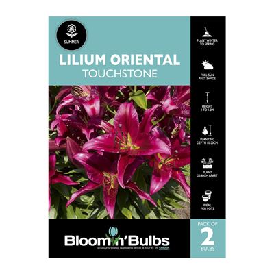 Picture of Lilium Touchstone 2 Pack