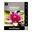 Picture of Water Lily Richmond Red 1 Pack