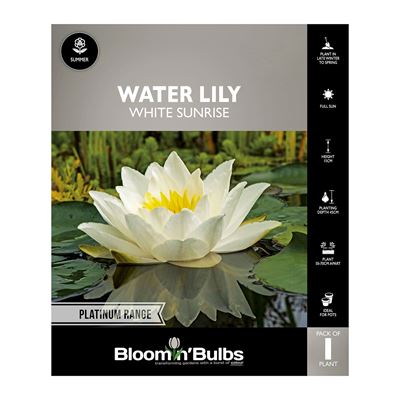 Picture of Water Lily White Sunrise 1 Pack