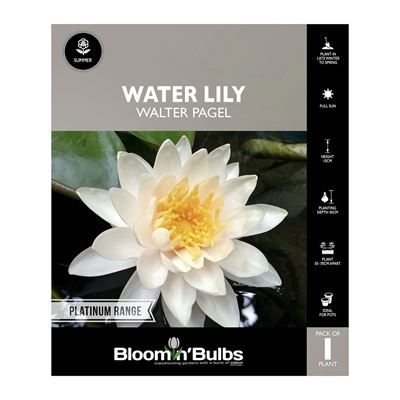 Picture of Water Lily Walter Pagel 1 Pack