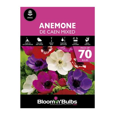 Picture of ANEMONE DE CAEN MIXD 70pk