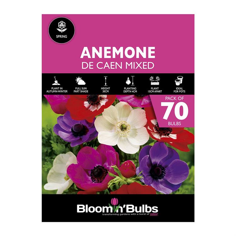 Picture of ANEMONE DE CAEN MIXD 70pk