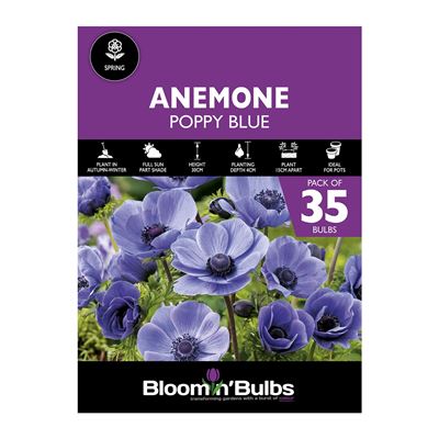 Picture of ANEMONE POPPY BLUE 35pk